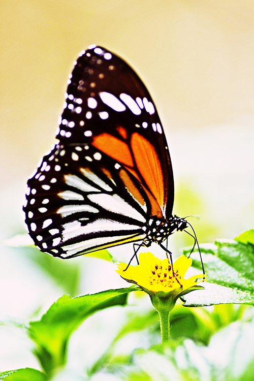 Spiritual meaning of butterfly
